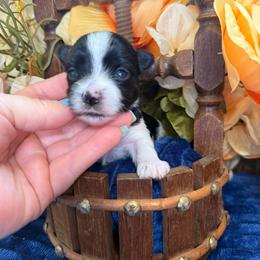 Ransom - Parti male Yorkshire Terrier puppy in Howe, Oklahoma from Ray Holder