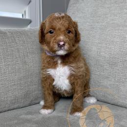 Violet - Apricot female Goldendoodle puppy in Murrieta, California from Apricot Poodles & Goldendoodles, LLC