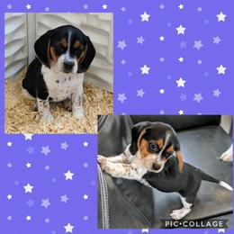Beagle Puppies from Jennifer Knapp's Beagles