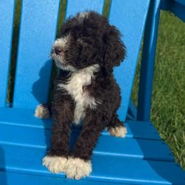 Orian - Brown and white male Bernedoodle puppy in Battle Creek, Michigan from T-Rose’s Bernedoodle & Pomsky Puppies