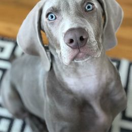 Weimaraner Puppies from Freehart's Weimaraners