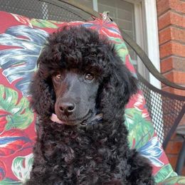Biewer Terriers and Poodles from Classic Biewers