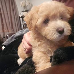 Druski - White and tan male Maltese puppy in Ludington, Michigan from OT Maltese & Co