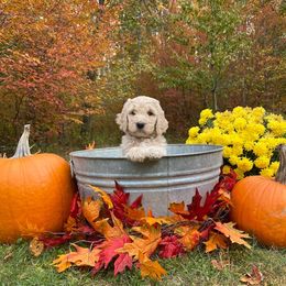 Goldendoodle Puppies from Finger Lakes Premium Goldendoodles