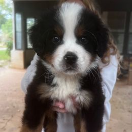 Big X - Tri-color male Bernese Mountain Dog puppy in Alabama from Dogwood Creek Bernese