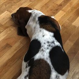 Basset Hounds from Backroad Bassets