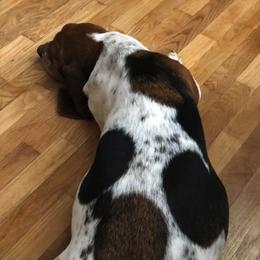Basset Hounds from Backroad Bassets