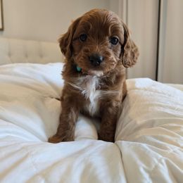 Jingle - Red  male Goldendoodle puppy in Fordland, Missouri from K&K's Puppy Kingdom