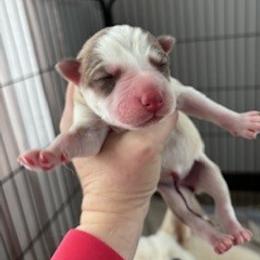 Girl 1 - Burgundy collar - Brown and white female Siberian Husky puppy in Independence, Wisconsin from Hito's Huskies