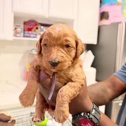 Purple - Red  female Goldendoodle puppy in Bakersfield, California from Lavish Doodles