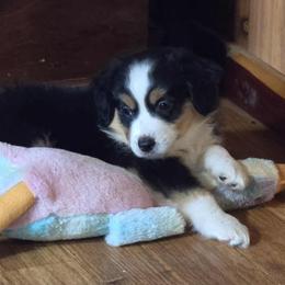 Girl 2 - Black tri female Miniature Australian Shepherd puppy in Ola, Arkansas from Peaceful Acres