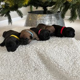 French Bulldog Puppies from Elite Frenchies of NC