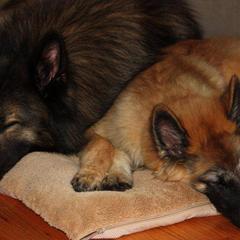 Belgian Tervuren from CoKo Belgian Tervuren