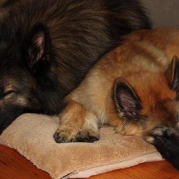 Belgian Tervuren from CoKo Belgian Tervuren