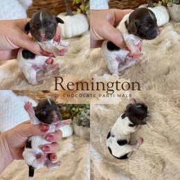Remington - Brown and white male Cockapoo puppy in Lafayette, Louisiana from Kinkade Kennels
