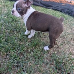 Boston Terrier All Grown Up from Jeff Jones