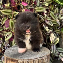 Bear - Black parti male Pomeranian puppy in Stockton, California from lunas_poms