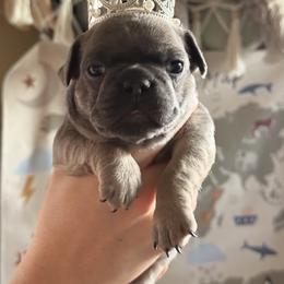 Gwen Stacy - Blue fawn female French Bulldog puppy in Phoenix, Arizona from Little Loaf Frenchie