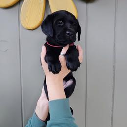 Labrador Retriever Puppies from Western Valley Retrievers