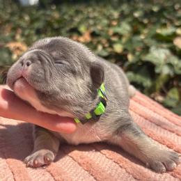 Green girl - Tricolors female French Bulldog puppy in Salisbury, Maryland from 77 Frenchies Maryland