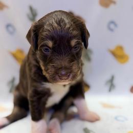 Boy2 - Red tri-color male Aussiedoodle puppy in Liberty, Texas from Poodles and Doodles Most Excellent Adventures