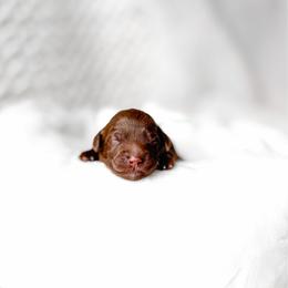 Fable - Chocolate female Goldendoodle puppy in Springville, Utah from Happy Doodle