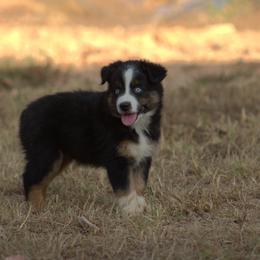 Miniature Australian Shepherd Puppies from MAC's Cirkles 8 Aussies