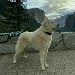 Great Pyrenees All Grown Up from The Yosemite Pyrenees Ranch