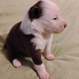 Girl 3 - Red tri-color female Australian Shepherd puppy in Crestline, Ohio from High Desert Aussies