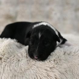 Holmes - Black tri-color male Australian Shepherd puppy in Wichita Falls, Texas from Spotted Mule Aussies