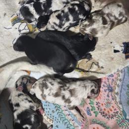 Bagel (Red Merle) - Red merle male Australian Shepherd puppy in Rainsville, Alabama from Chaparro Farm