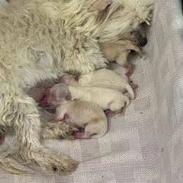 Girl 1 - Cream female Maltipoo puppy in Cottondale, Florida from Pat’s precious puppies