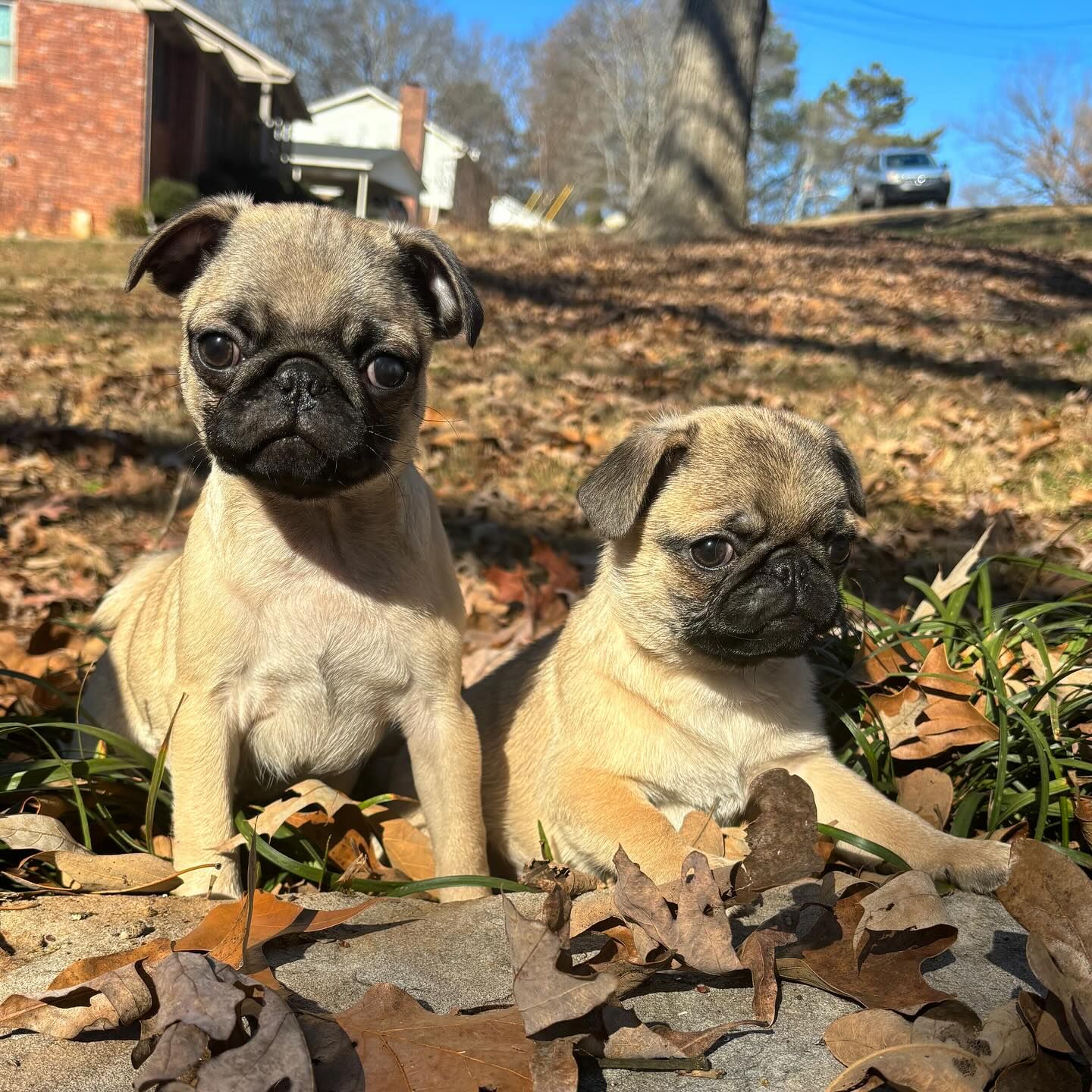 NorthWest GA Pugs in Georgia | Pug puppies | Good Dog