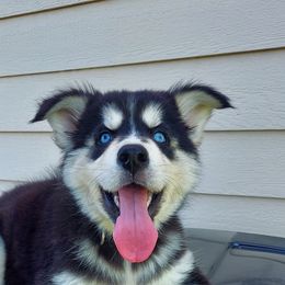 Alaskan Husky Puppies from Mawlawi Huskies