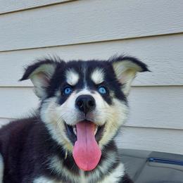 Alaskan Husky Puppies from Mawlawi Huskies