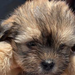 Shih Tzus, Shorkies, and Yorkshire Terriers from Yorkies of Distinction
