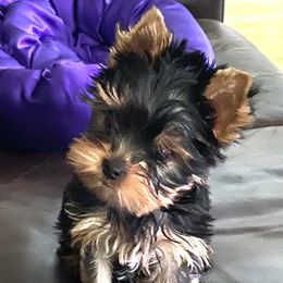Yorkshire Terrier Puppies from Endeavor Yorkshire Terriers