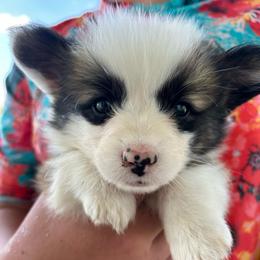 Grey collar boy - Sable male Pembroke Welsh Corgi puppy in Flat Rock, Alabama from Fluffy Butt Acres