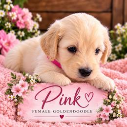 Goldendoodle Puppies from Aaryn Allman