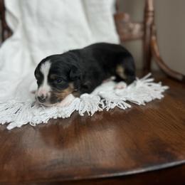 Loretta Lynn - Black tri-color female Australian Shepherd puppy in Iowa from Burkhart Family Puppies