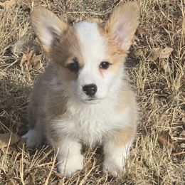 Marley - Red female Pembroke Welsh Corgi puppy in Anton, Texas from X Bar's Lil Legs of Texas