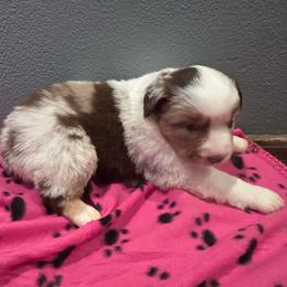 Seven - Red merle female Miniature Australian Shepherd puppy in North Lakeport, California from Wild Rose Ranch