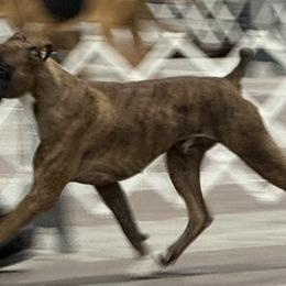 Boxer puppies from Poconopaws