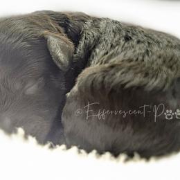 Prince Naveen - Phantom male Poodle puppy in Coolidge, Arizona from Effervescent-Pooches
