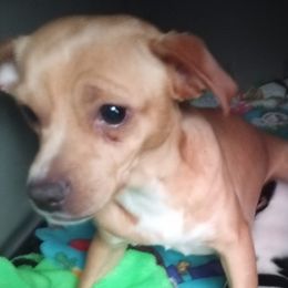 Chihuahuas from Home for Paws Harbor