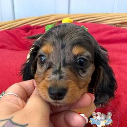 Daisy - Dapple female Dachshund puppy in Cave City, Kentucky from Mammoth Cave Dachshunds