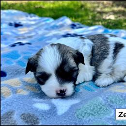 Zeke - Tri-color male Coton de Tulear puppy in Mead, Oklahoma from Bar W Cotons