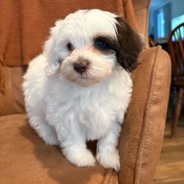 Apple Jack - Brown and white male Bernedoodle puppy in Fayetteville, Arkansas from Huckleberry Bernedoodles