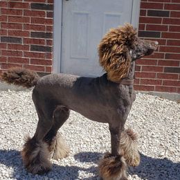 Poodles from Jolley Poodles