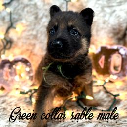 Green collar - Sable male German Shepherd puppy in Canterbury, Connecticut from Nachtwaechter German Shepherds, LLC